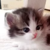 マンチカン(長足)