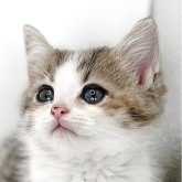 ミヌエット(長足)