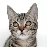 アメリカンショートヘア