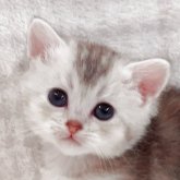 マンチカン(長足)