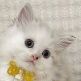 マンチカン(長足)