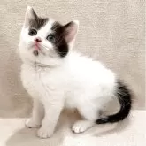 ミヌエット(長足)