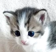 ミヌエット(長足)【福島県・男の子・2025年9月6日・ブラウンタビー&ホワイト】の写真9