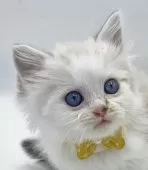 マンチカン(長足)【福島県・男の子・2025年10月11日・シールリンクスポイントバイカラー】の写真3