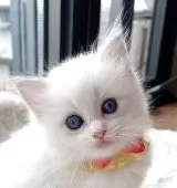 ラグドール【福島県・女の子・2025年8月8日・ブルーリンクスポイントバイカラー】の写真11