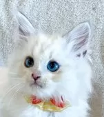 マンチカン(長足)【福島県・女の子・2025年6月27日・ブルーリンクスポイントバイカラー】の写真12