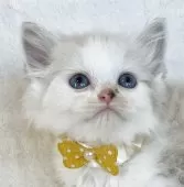 マンチカン(長足)【福島県・男の子・2025年10月11日・シールリンクスポイントバイカラー】の写真2