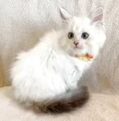 マンチカン(長足)【福島県・女の子・2025年6月27日・ブルーリンクスポイントバイカラー】の写真14