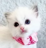 ラグドール【福島県・女の子・2025年2月20日・ブルーポイントバイカラー】の写真11