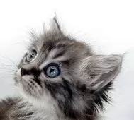 マンチカン(長足)【福島県・男の子・2025年10月11日・シルバータビー】の写真4