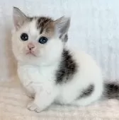 ミヌエット(短足)【福島県・男の子・2025年9月8日・ブラウンタビー&ホワイト】の写真9