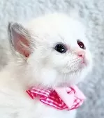 ラグドール【福島県・女の子・2025年2月20日・ブルーポイントバイカラー】の写真13