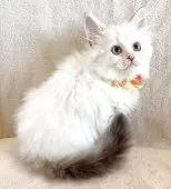 マンチカン(長足)【福島県・女の子・2025年6月27日・ブルーリンクスポイントバイカラー】の写真13