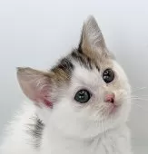 ミヌエット(短足)【福島県・男の子・2025年9月8日・ブラウンタビー&ホワイト】の写真7