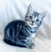 アメリカンショートヘア【福島県・男の子・2025年6月28日・シルバータビー】の写真4