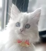 マンチカン(長足)【福島県・女の子・2025年6月27日・ブルーリンクスポイントバイカラー】の写真9