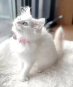 マンチカン(長足)【福島県・女の子・2025年7月24日・クリームポイントバイカラー】の写真3