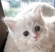 マンチカン(短足)【福島県・女の子・2025年7月24日・クリームタビー】の写真5