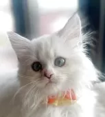 マンチカン(長足)【福島県・女の子・2025年6月27日・ブルーリンクスポイントバイカラー】の写真11