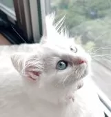 マンチカン(長足)【福島県・女の子・2025年7月24日・クリームポイントバイカラー】の写真2