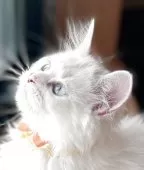 マンチカン(長足)【福島県・女の子・2025年6月27日・ブルーリンクスポイントバイカラー】の写真8