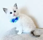 ラグドール【福島県・男の子・2025年1月29日・ブルーポイントバイカラー】の写真10