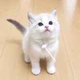 ラグドール