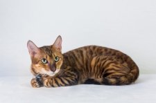 トイガー【・女の子・2021年6月16日・ブラウンマッカレルタビー】