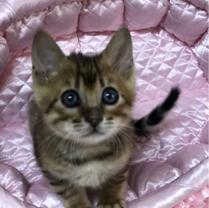 ID:2403-02586の子猫
