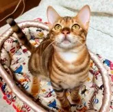 トイガー【愛知県・女の子・2023年8月5日・ブラウンマッカレルタビー】の写真1