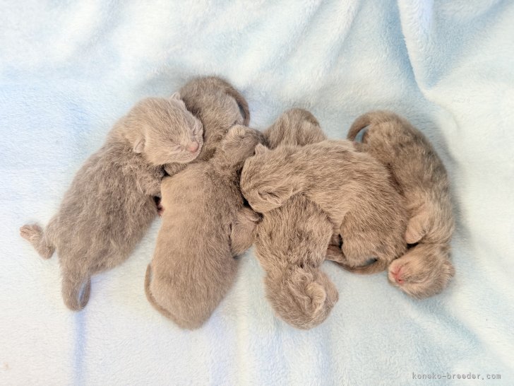 北川とも子ブリーダーのブログ：🎍新年スタートはシャルトリュー出産から🌅