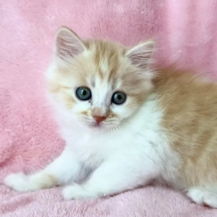 ID：2307-02007の子猫