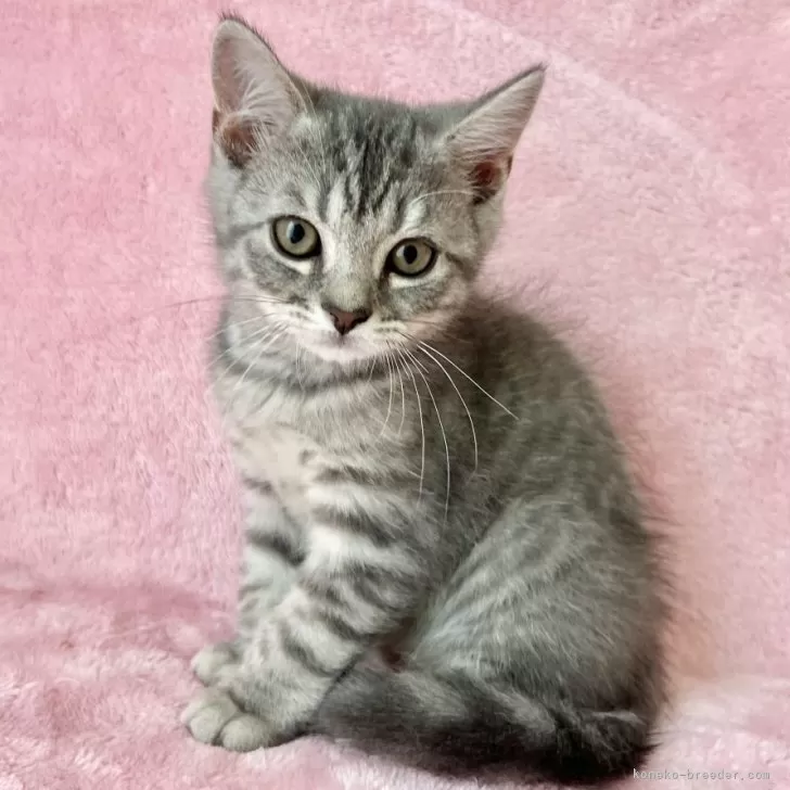 ID:2404-00631の子猫