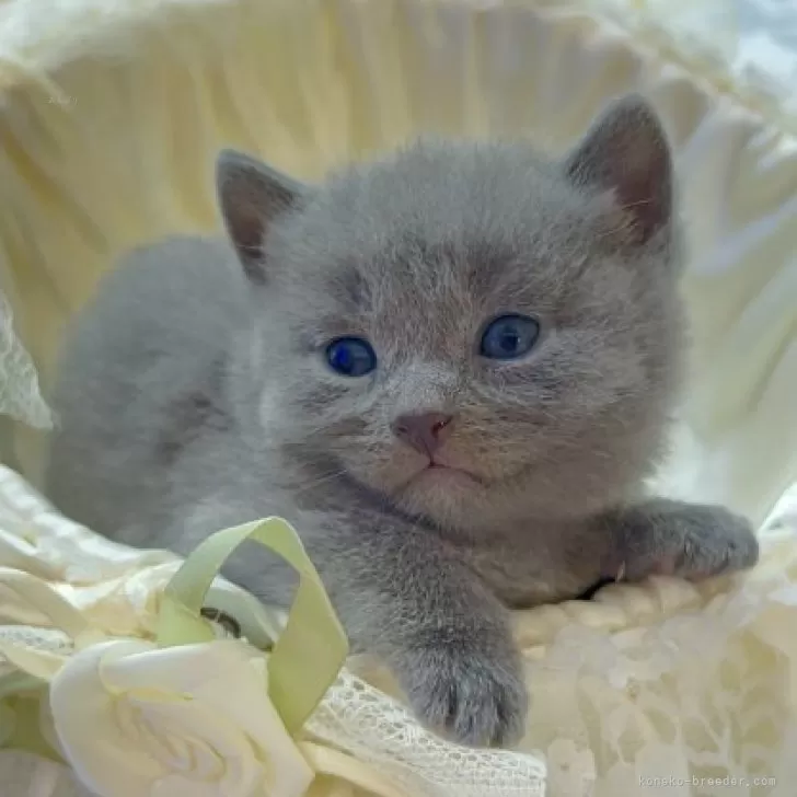 ID:2404-02475の子猫