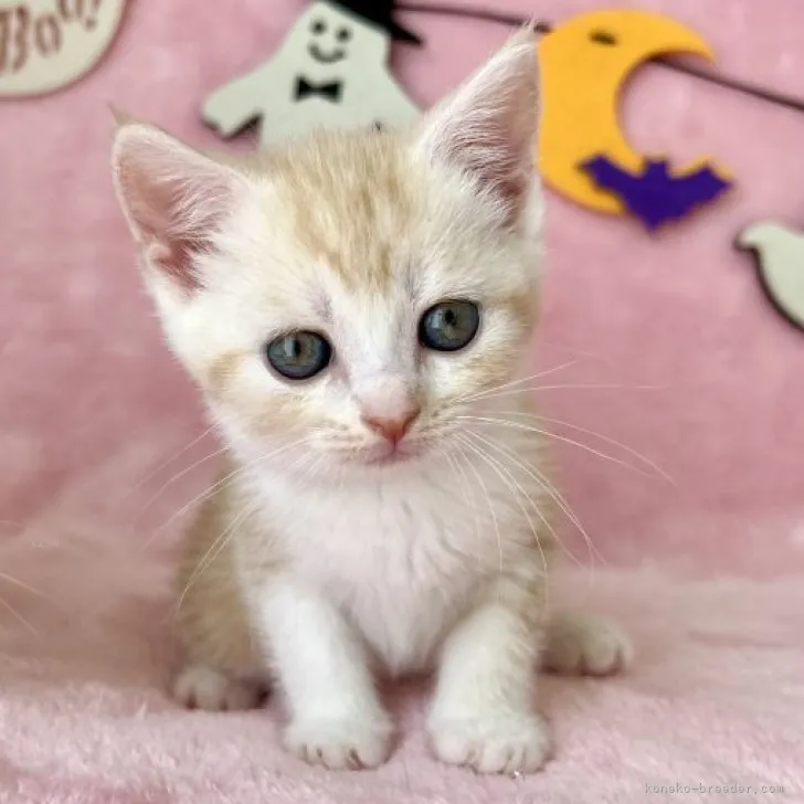 ID:2309-02126の子猫