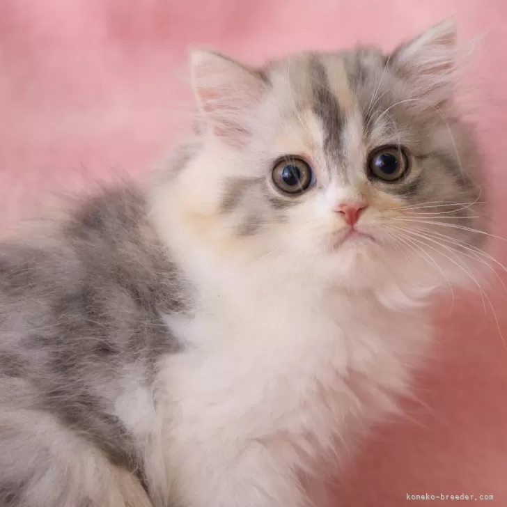 ID：2311-00193の子猫