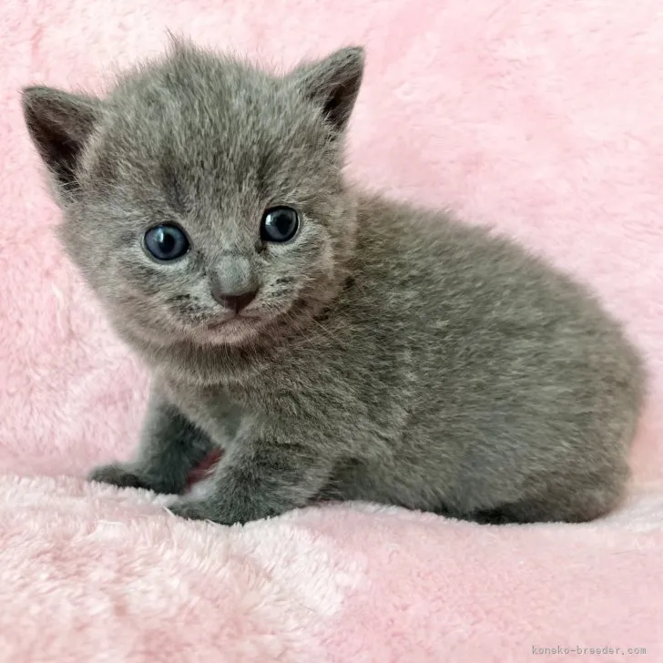 ID:2307-03524の子猫