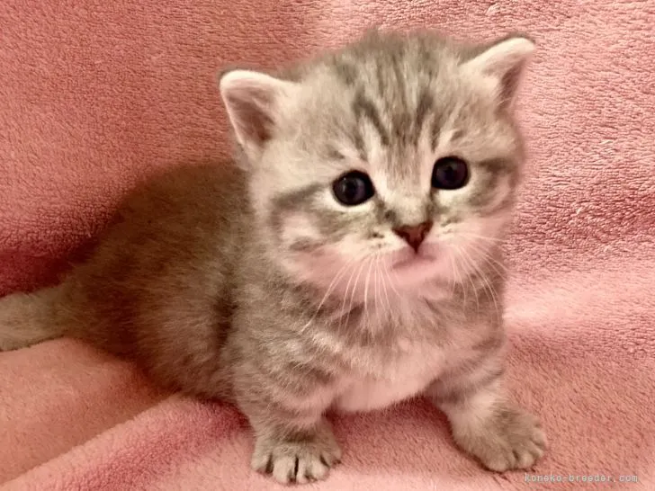 ID:2108-00204の子猫