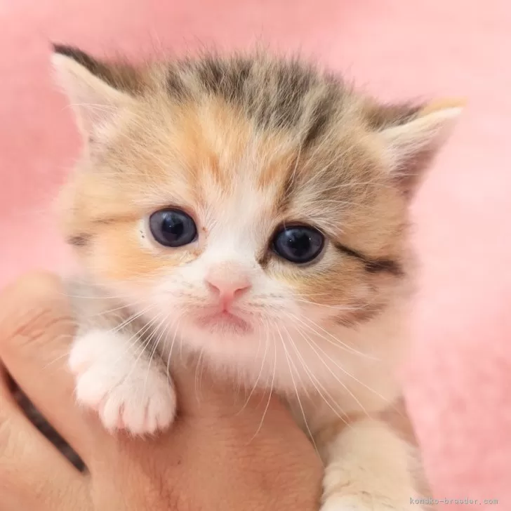 H.H 様のお迎えした子猫