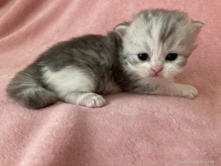 ID:2101-00244の子猫