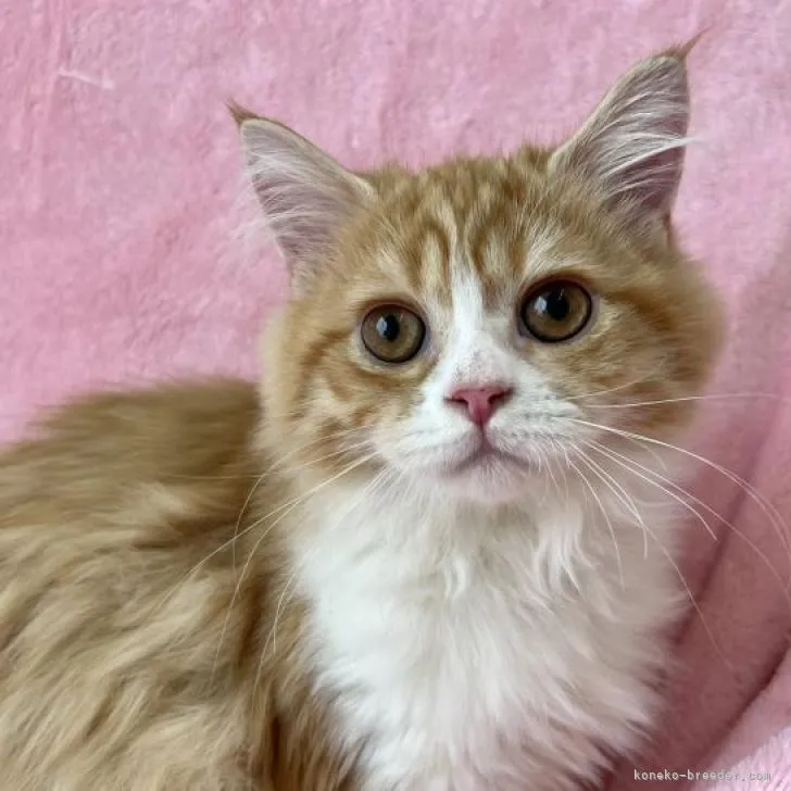 ブルーキャット 様のお迎えした子猫