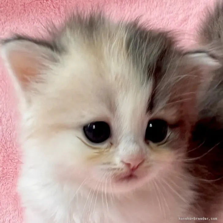 ID:2307-00168の子猫