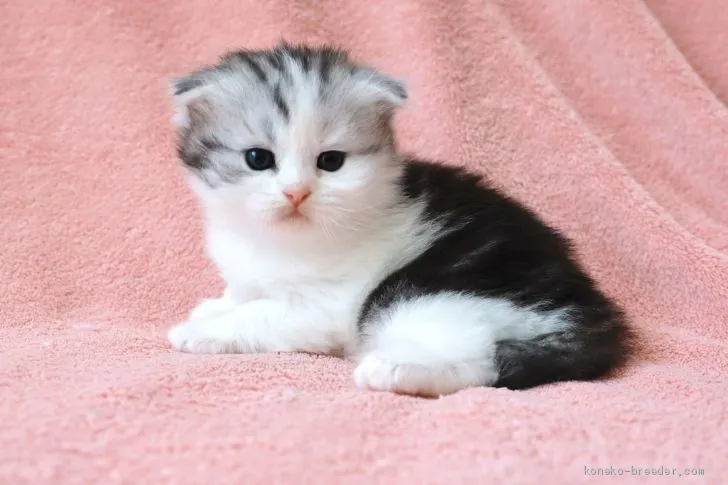 ID：2101-01133の子猫
