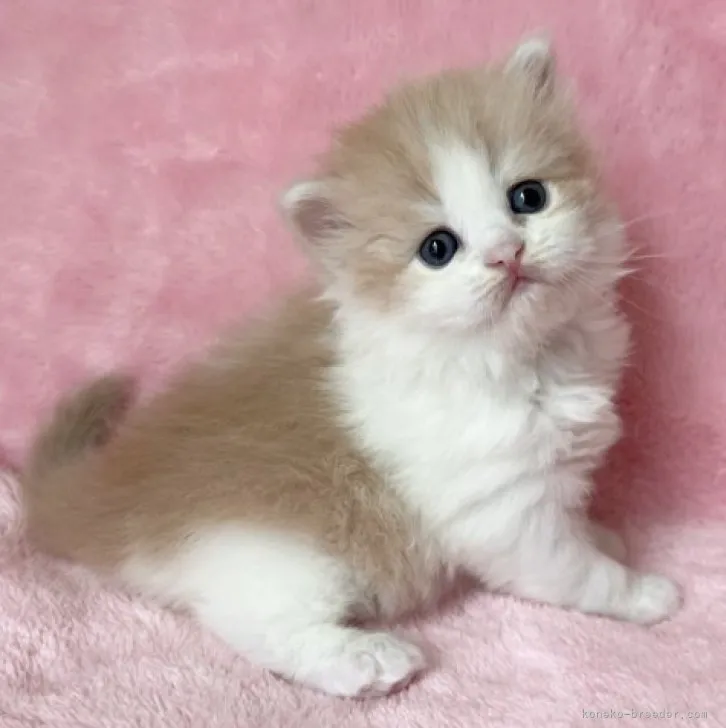 ID:2307-00169の子猫