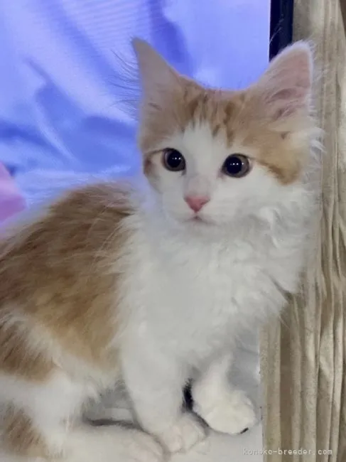 ID:2202-01359の子猫