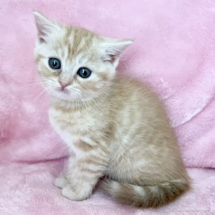 N.K 様のお迎えした子猫