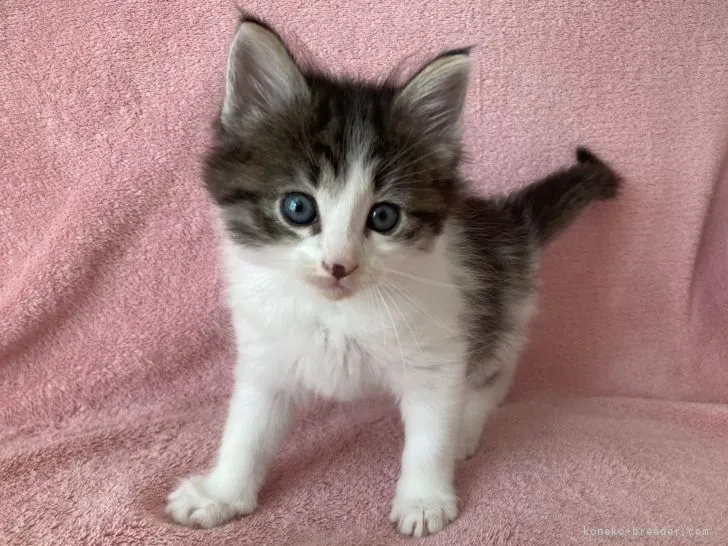 ID:2109-00886の子猫