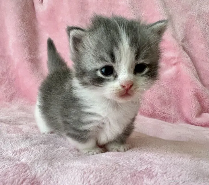 ID：2206-01076の子猫