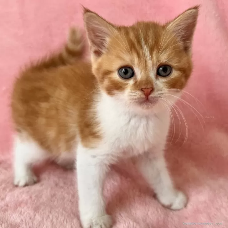 ID:2409-02698の子猫