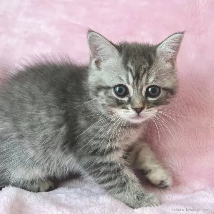 ID：2401-01820の子猫